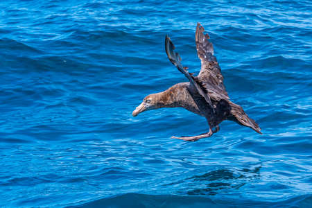 Northern giant petrel in flight near Kaikoura, New Zealandの写真素材