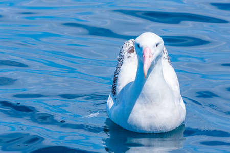 Southern royal albatross near Kaikoura, New Zealandの写真素材