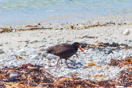 Variable Oystercatcher at Kaikoura, New Zealandの写真素材