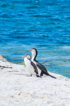 Pied shag at Kaikoura, New Zealandの写真素材
