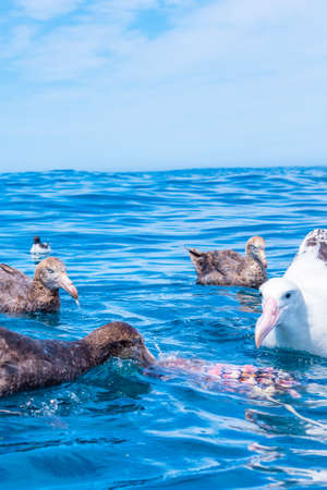 Southern royal albatross near Kaikoura, New Zealandの素材 [FY310148775726]