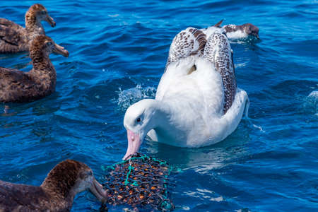 Northern giant petrels and Southern royal albatross near Kaikoura, New Zealand