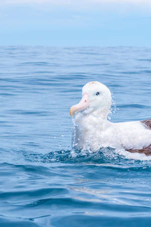 Southern royal albatross near Kaikoura, New Zealandの写真素材