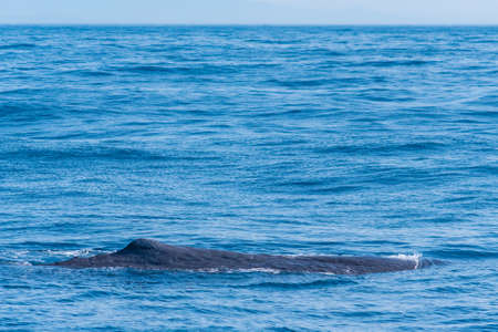Sperm whale ready for diving near Kaikoura, New Zealandの写真素材