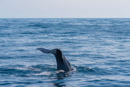 Sperm whale ready for diving near Kaikoura, New Zealandの写真素材