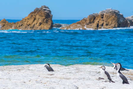 Pied shag at Kaikoura, New Zealandの写真素材