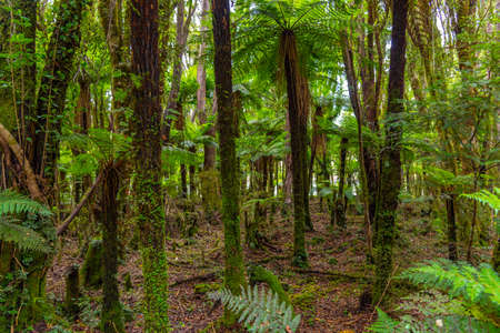 Rainforest on the west coast of South Island near Fox glacier in New Zealandの写真素材