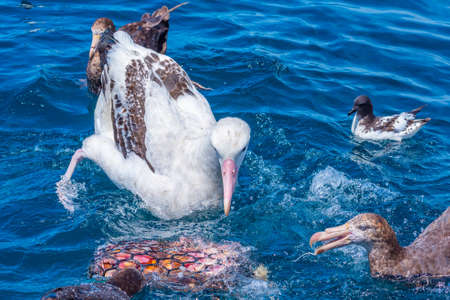 Northern giant petrels and Southern royal albatross near Kaikoura, New Zealandの写真素材