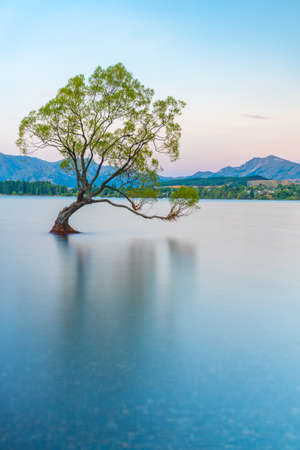 Sunset view of That Wanaka tree in New Zealandの写真素材