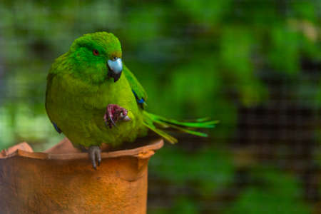 Antipodes Island Parakeet at Kiwi birdlife park in Queenstown, New Zealandの写真素材