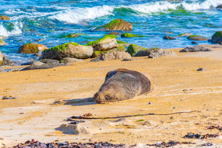Hooker's Sea lion at Waipapa point in New Zealandの写真素材