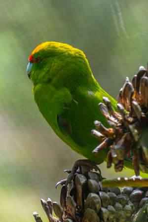 Yellow-Crowned Kakariki at Kiwi birdlife park in Queenstown, New Zealand