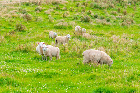Sheep at slope point in New Zealandの写真素材