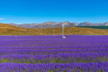 Lavender garden at lake Pukaki, New Zealandの写真素材