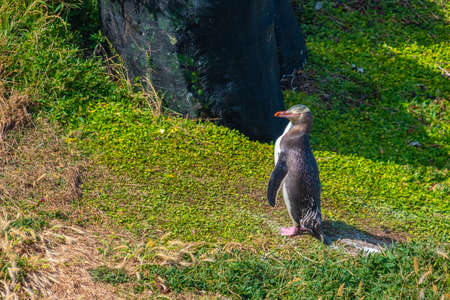 yellow-eyed penguin at Katiki point in New Zealandの写真素材