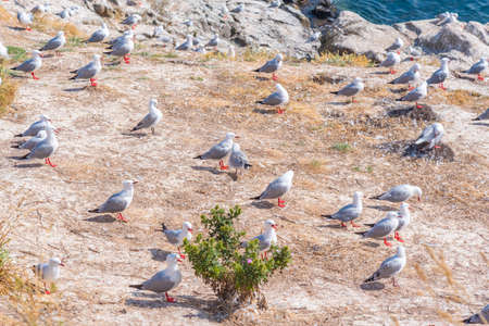Colony of Red-billed gull at Katiki point near dunedin, New Zealandの写真素材