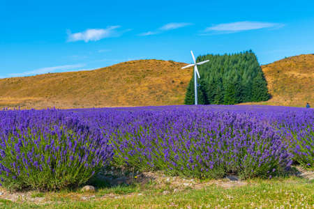 Lavender garden at lake Pukaki, New Zealandの写真素材