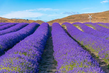 Lavender garden at lake Pukaki, New Zealandの写真素材