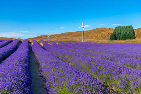 Lavender garden at lake Pukaki, New Zealandの写真素材