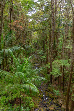 A. H. Reed Memorial Kauri Park at Whangarei, New Zealand