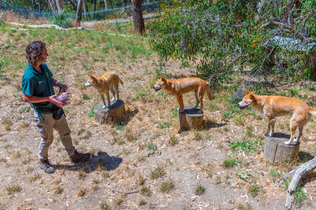 ADELAIDE, AUSTRALIA, JANUARY 6, 2020: A volunteer is feeding a dingo at cleland wildlife park at Adelaide, Australiaのeditorial素材