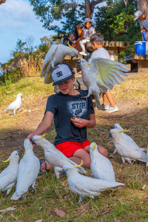 LORNE, AUSTRALIA, JANUARY 2, 2020: A young boy is feeding Cuckatoos at Lorne, Australiaのeditorial素材