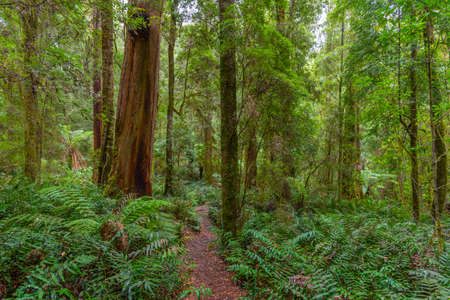Trees at Tarkine forest in tasmania, Australiaの写真素材