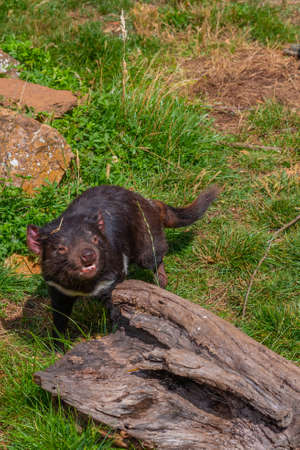 Sarcophilus harrisii known as Tasmanian devil in Australiaの写真素材
