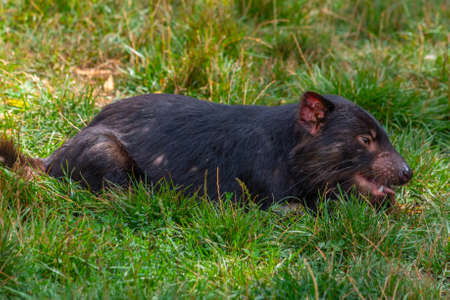 Sarcophilus harrisii known as Tasmanian devil in Australiaの写真素材
