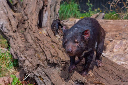 Sarcophilus harrisii known as Tasmanian devil in Australiaの写真素材