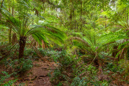 Trees at Tarkine forest in tasmania, Australia