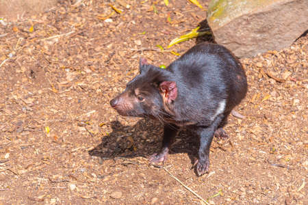 Sarcophilus harrisii known as Tasmanian devil in Australiaの写真素材