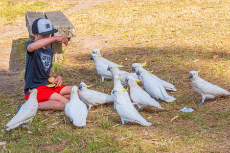 LORNE, AUSTRALIA, JANUARY 2, 2020: A young boy is feeding Cuckatoos at Lorne, Australiaのeditorial素材