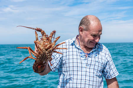 AKAROA, NEW ZEALAND, JANUARY 22, 2020: Freshly caught crayfish at Banks peninsula, New Zealandのeditorial素材