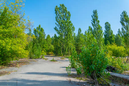 Nature takes over the Ukrainian town Pripyatの写真素材