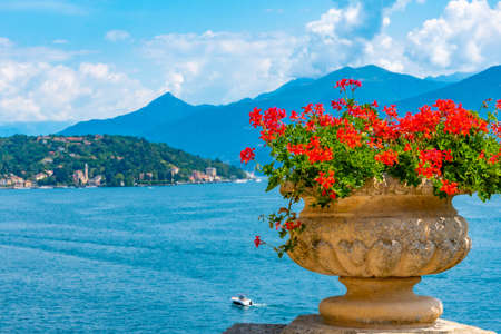 Tremezzo viewed behind flowers, Italy