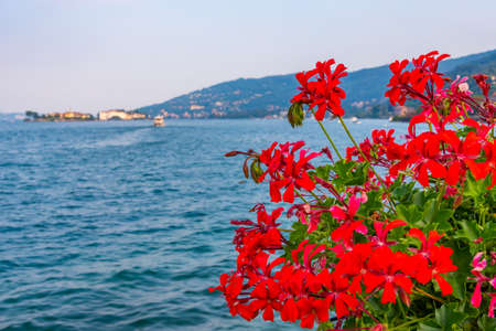 Lago Maggiore viewed behind flowers, Italyの写真素材