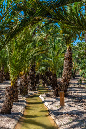 Palm groves at the palm museum of Elche, Spainの写真素材