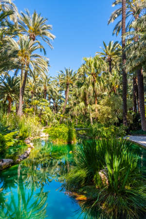 Palm groves reflected on a pond in Huerta del Cura garden in Elche, Spainの写真素材
