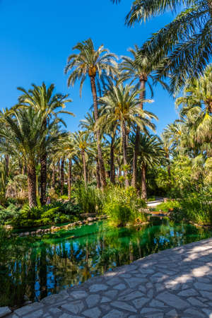 Palm groves reflected on a pond in Huerta del Cura garden in Elche, Spainの写真素材