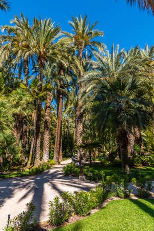 Palm groves at Huerto del Cura garden in Elcheの写真素材