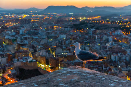 Sea gull sitting on Castle of Santa Barbara in Alicante, Spainの写真素材