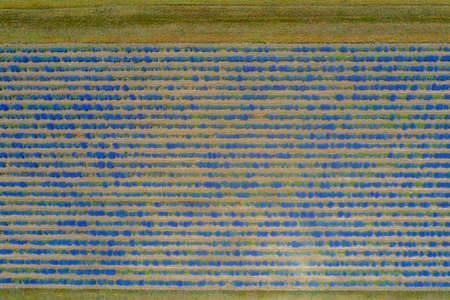 Aerial view of lavender fields in Bulgaria