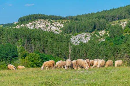 Sheep grazing at Rhodopes mountains in Bulgariaの写真素材