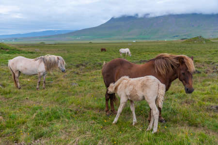Wild Icelandic horses grazing at lush countrysideの写真素材