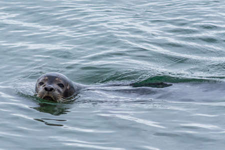 Harbor seals enjoying summer on Iceland