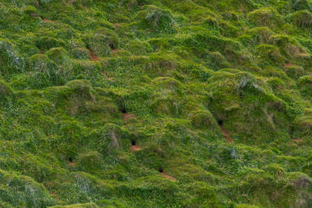 Puffins nesting at Heimaey island on Icelandの写真素材