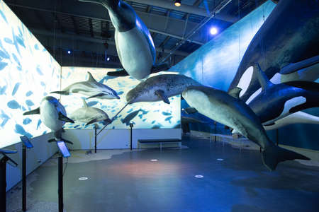 Reykjavik, Iceland, August 31, 2020: Exhibits at the Whales of Iceland museum in Reykjavik, Icelandのeditorial素材