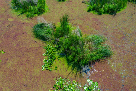 Aerial view of waterlilies in a swamp