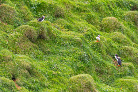 Puffins nesting at Heimaey island on Icelandの写真素材